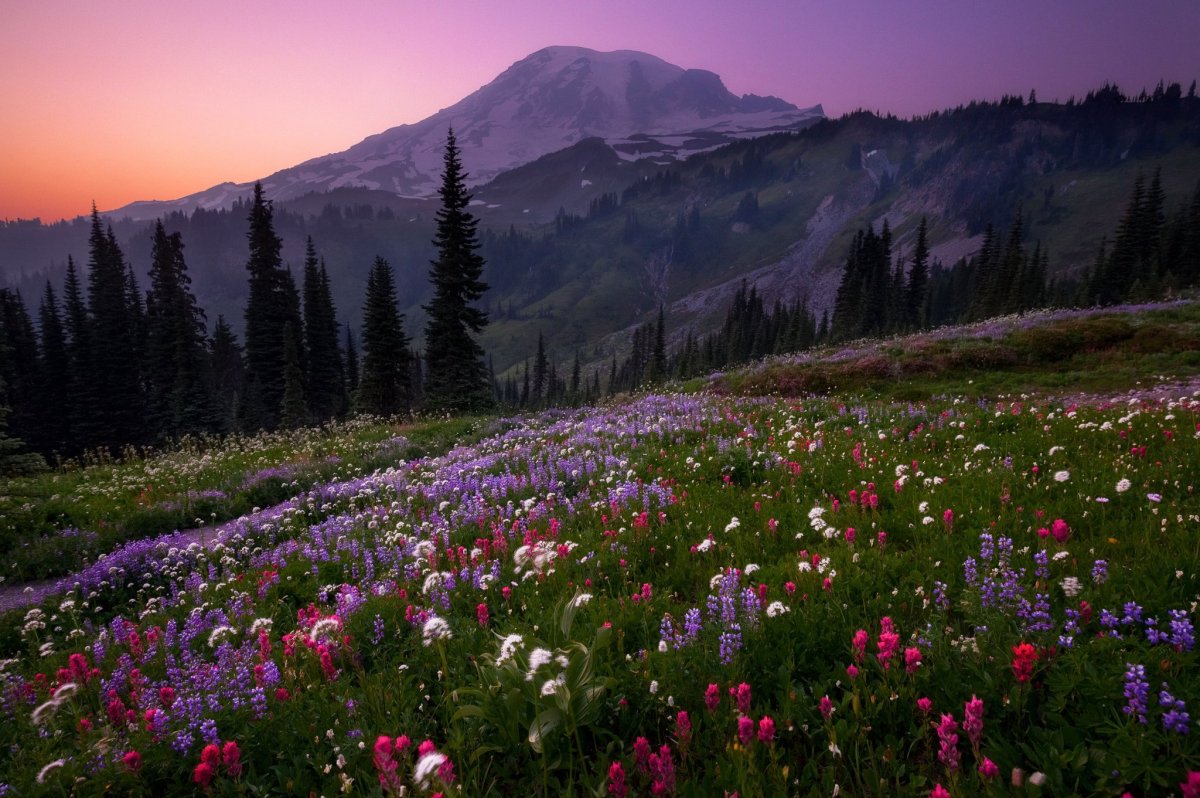 Красивые горные цветы