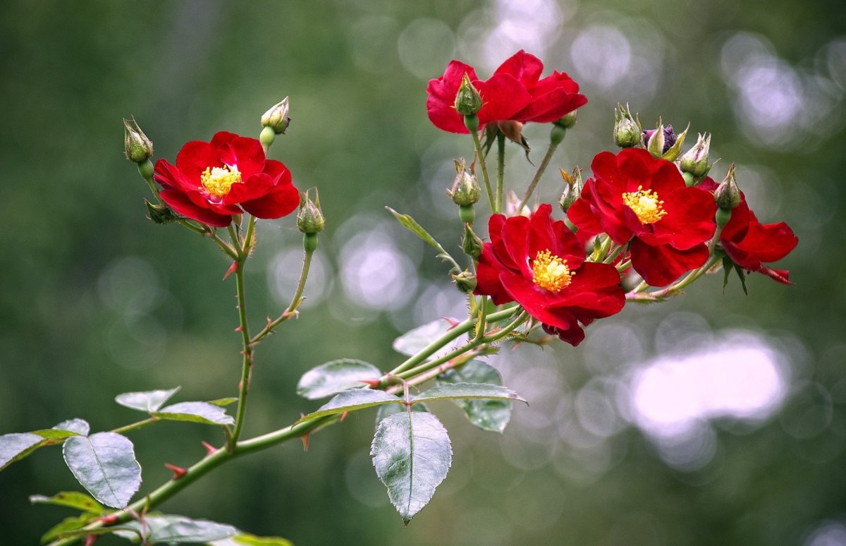 Красные цветы шиповника