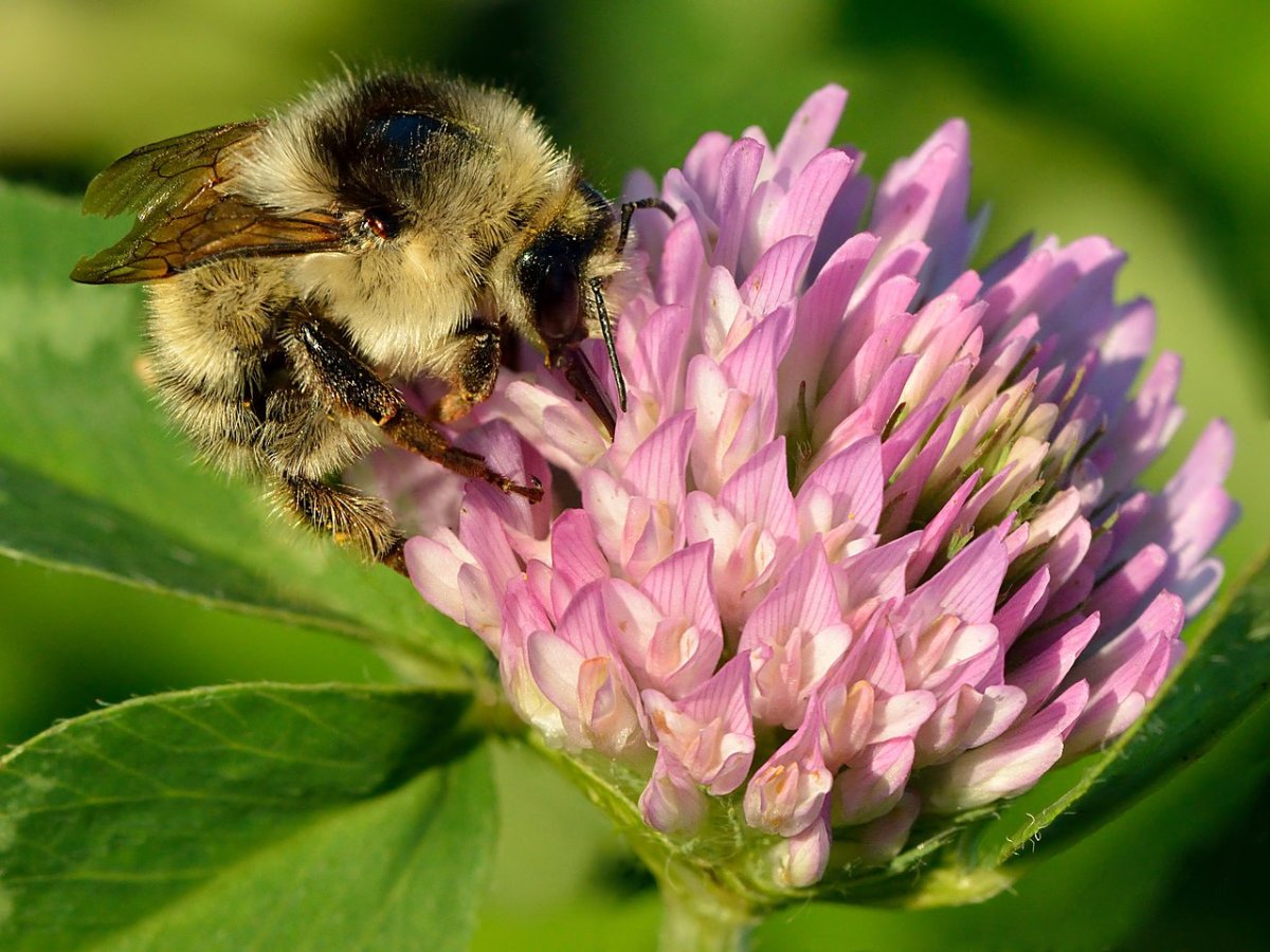 Шмель конский Bombus veteranus