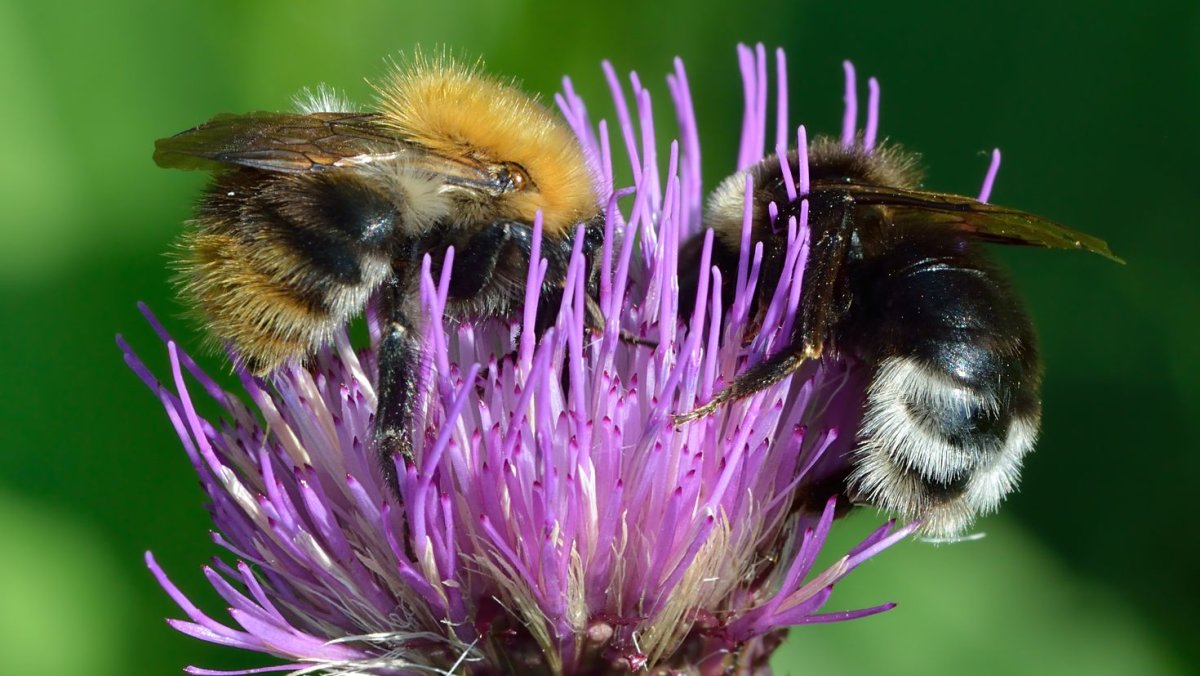 Bombus pascuorum
