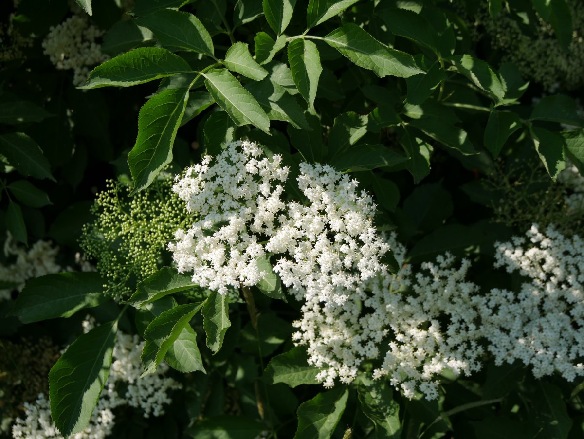 Калина кустарник