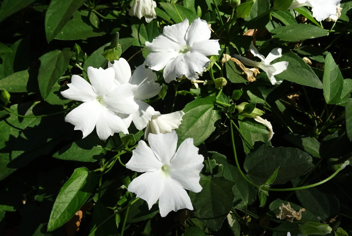White Lady (Thunbergia fragrans)