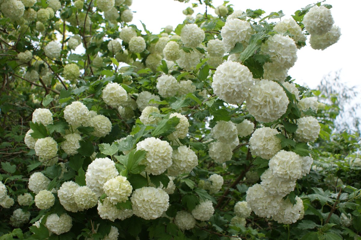 Калина бульденеж