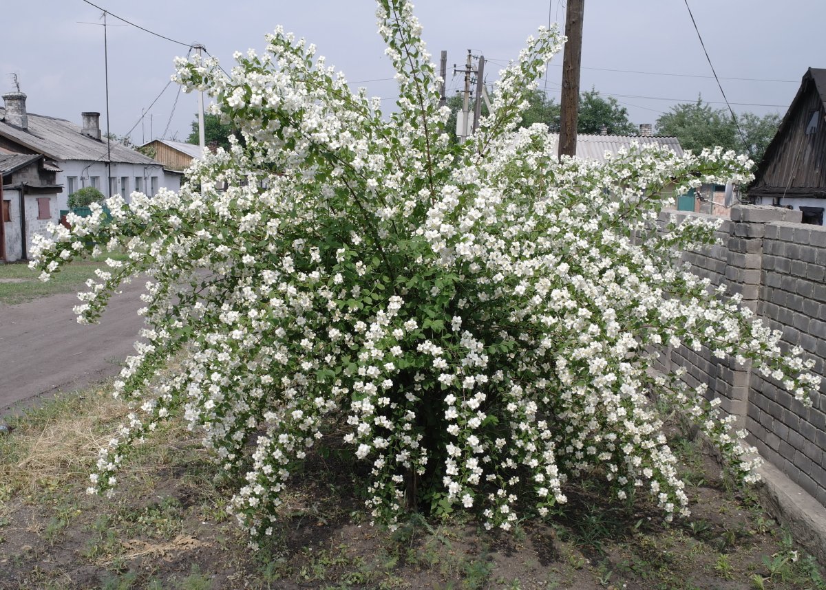 Чубушник куст
