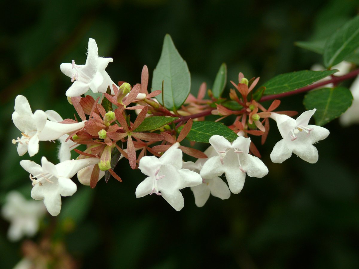Абелия крупноцветковая Abelia grandiflora