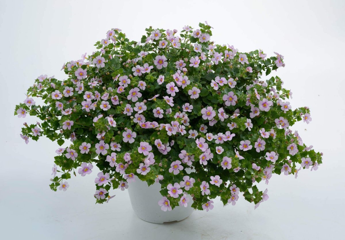 Бакопа Scopia Gulliver Pink