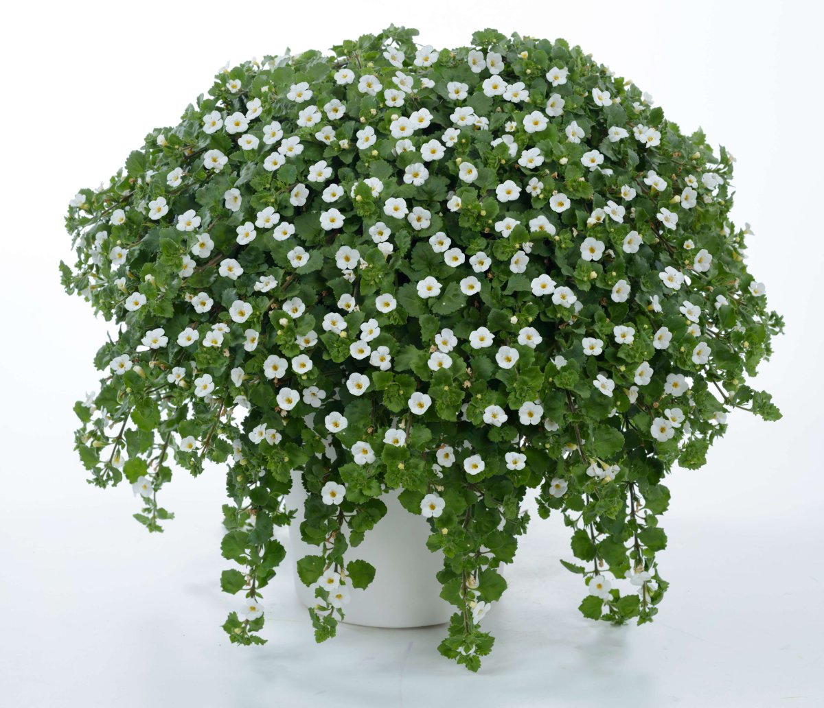 Бакопа Gulliver Dynamic White