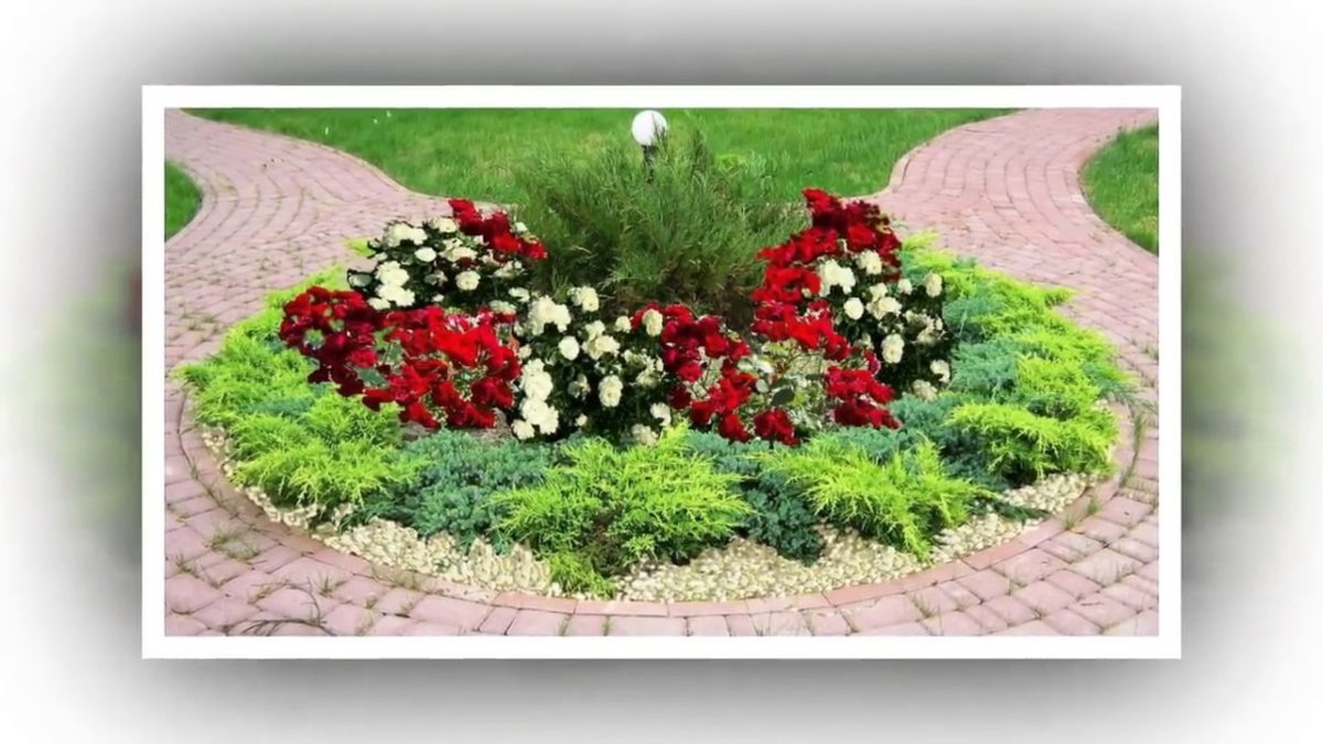 Клумбы с розами и многолетниками и хвойниками