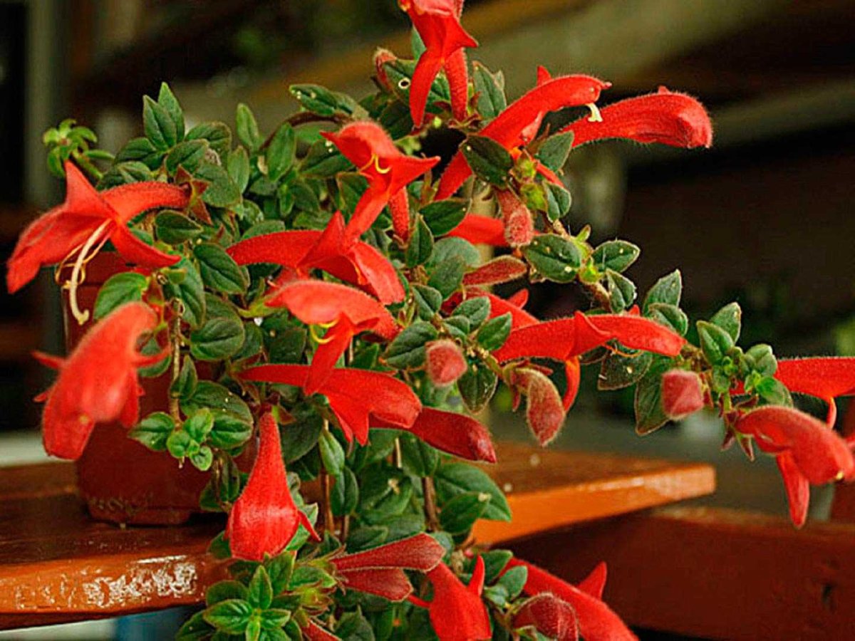 Колумнея microphylla