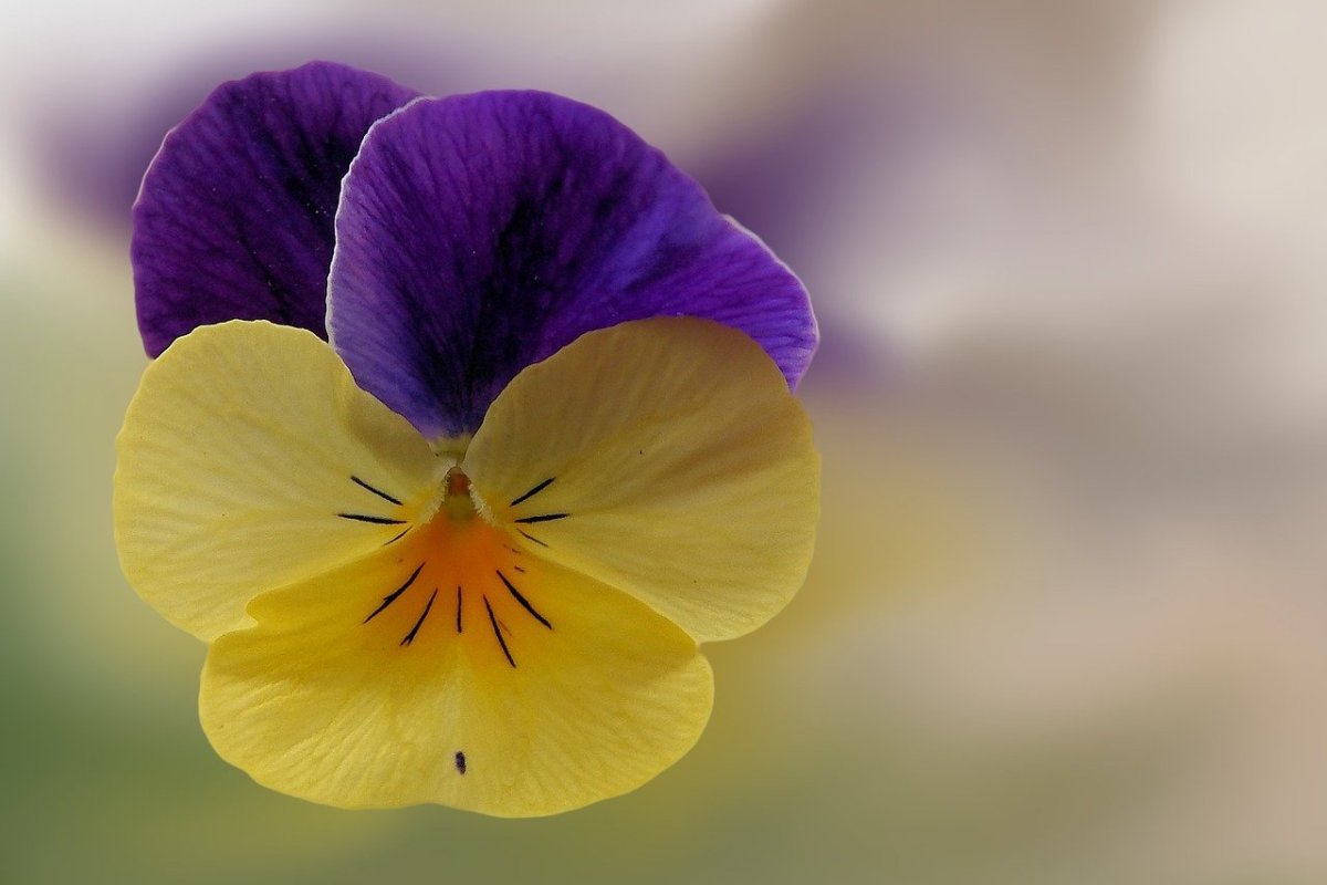 Цветы фиолетовые с желтым центром