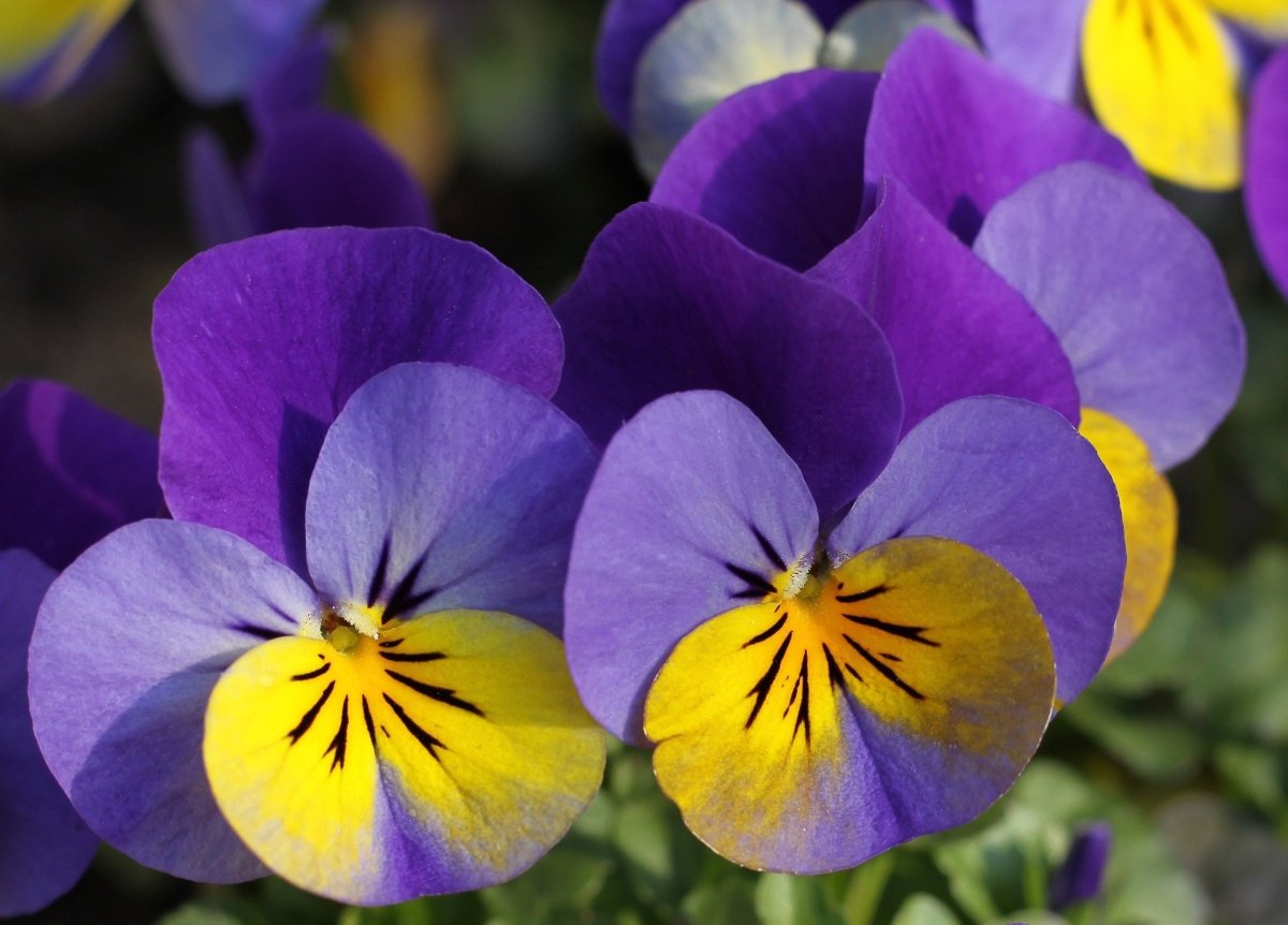Pansy цветок