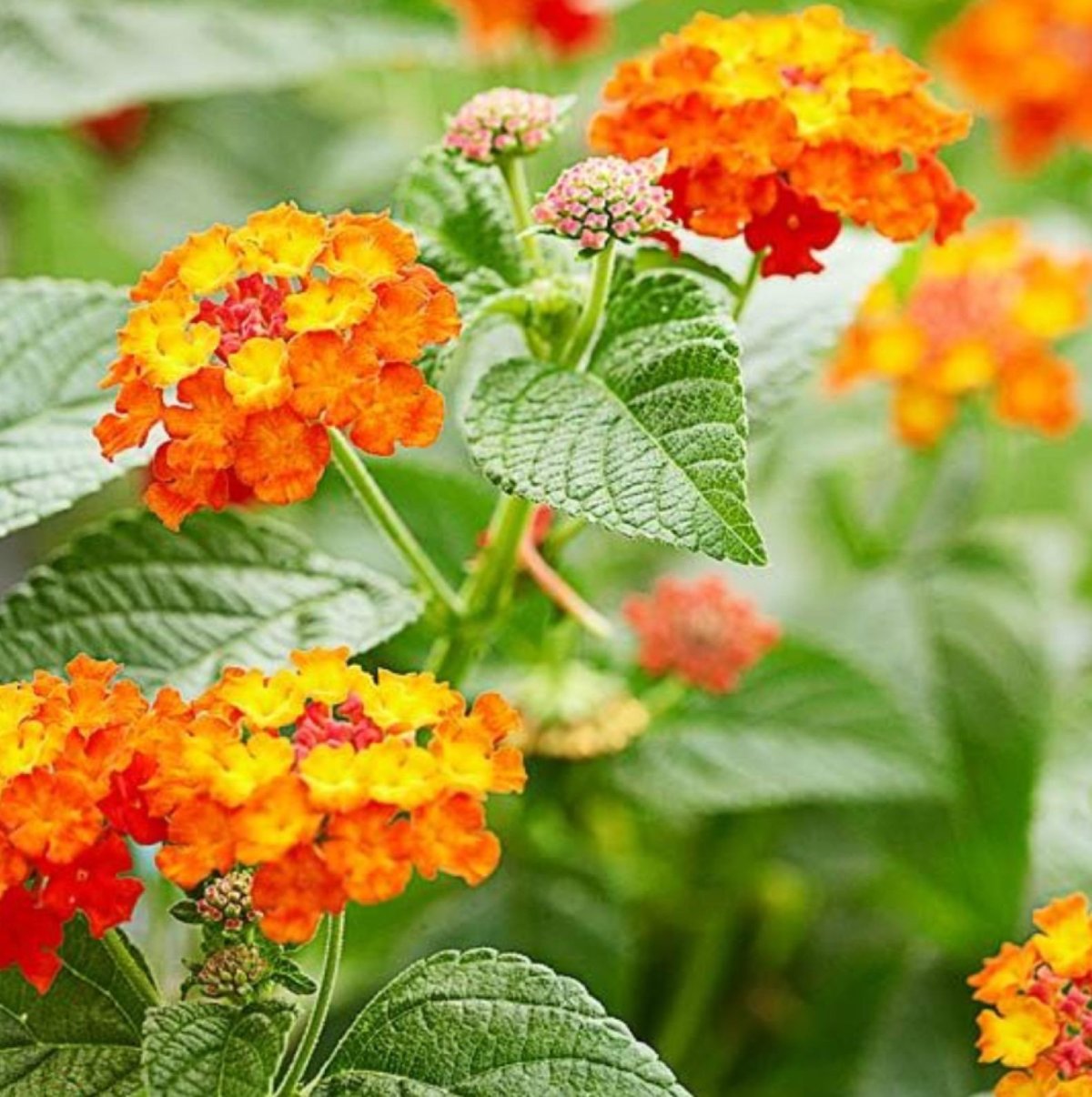 Садовый цветок с оранжевыми цветами