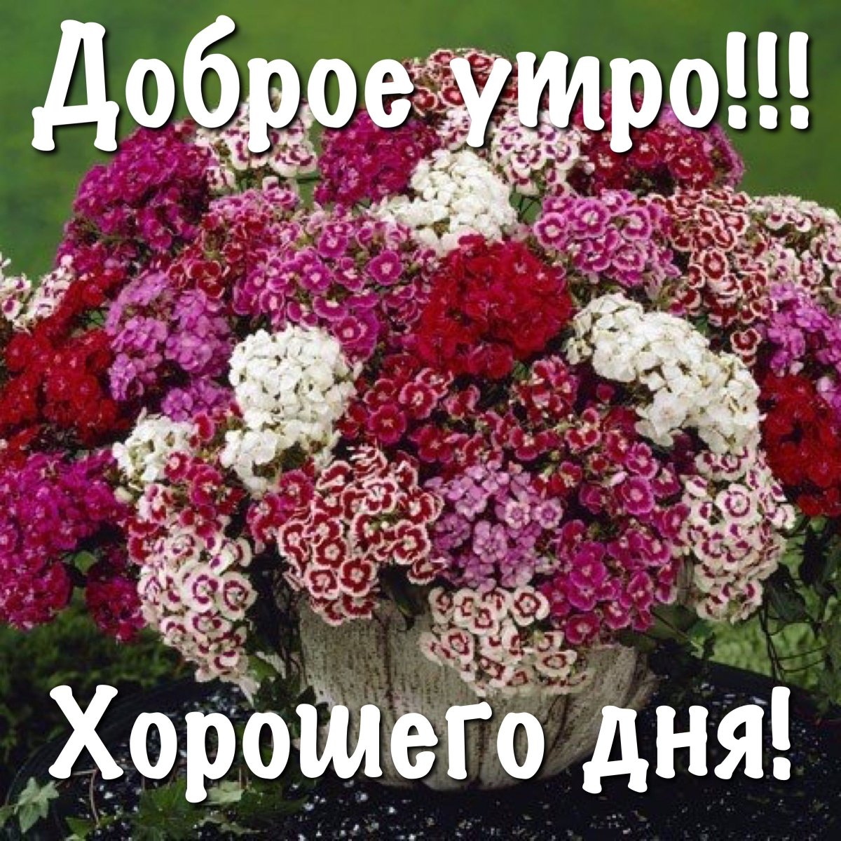 Гвоздика турецкая Пиноккио