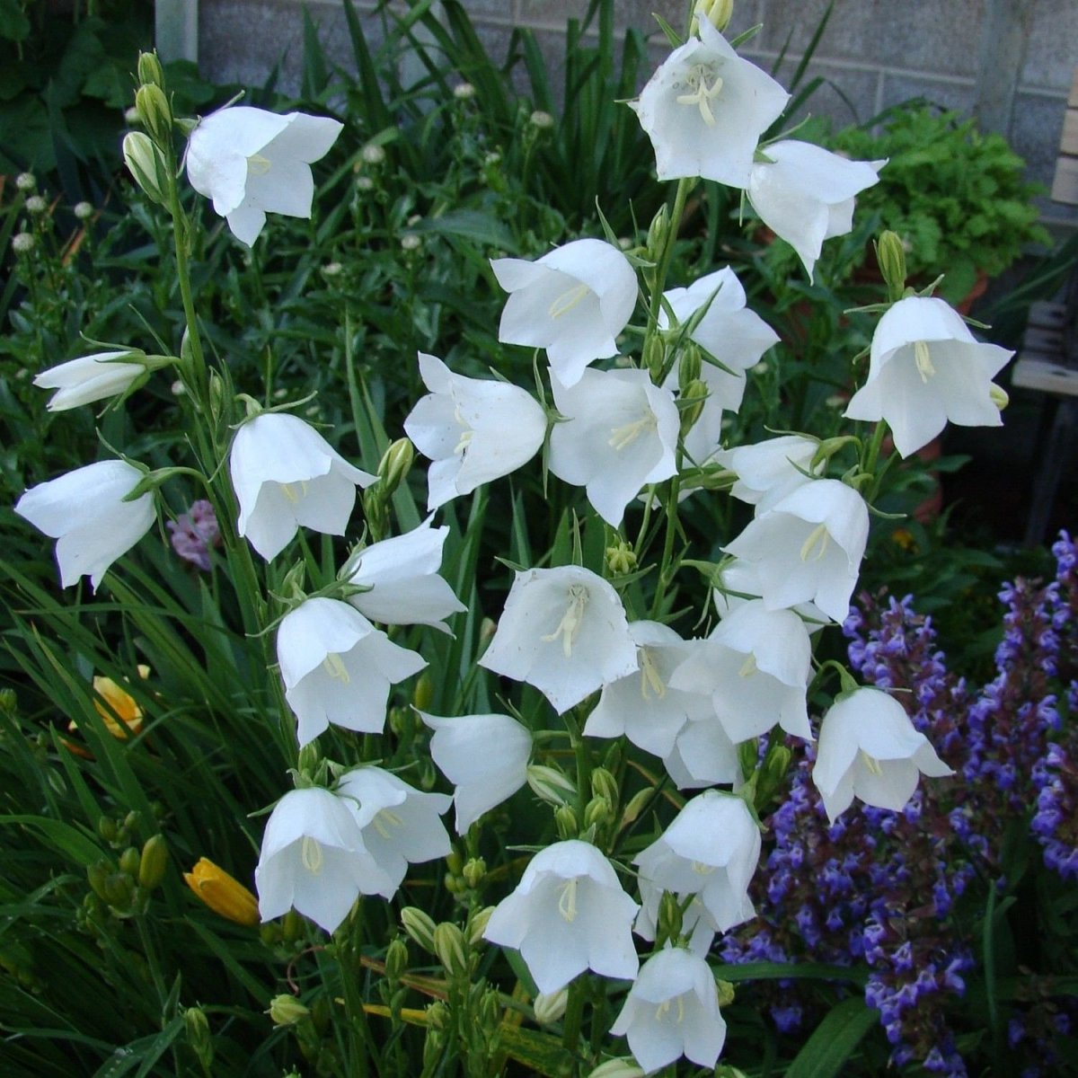 Белые колокольчики цветы многолетники