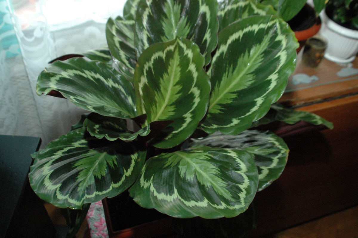 Калатея Вейча Calathea veitchiana