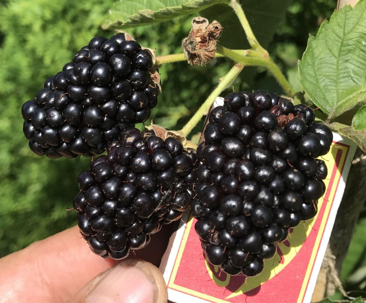 Ежевика сорт Прайм АРК Фридом