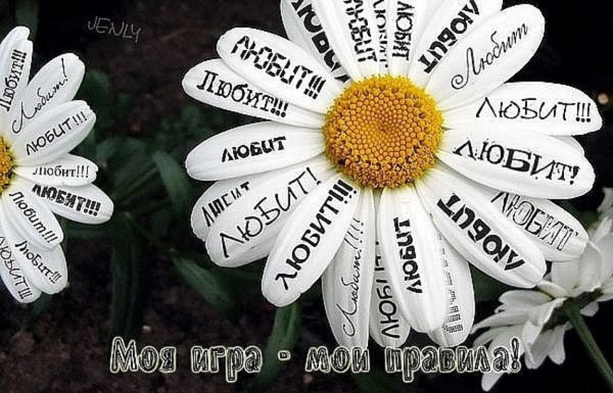 Ромашка с лепестками любит