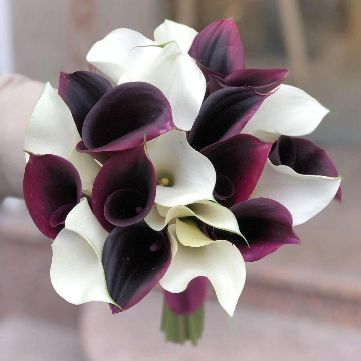 Калла Rosette