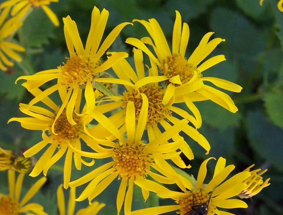 Дороникум австрийский Doronicum austriacum