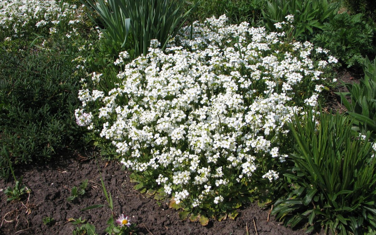 Белые мелкие многолетние садовые цветы