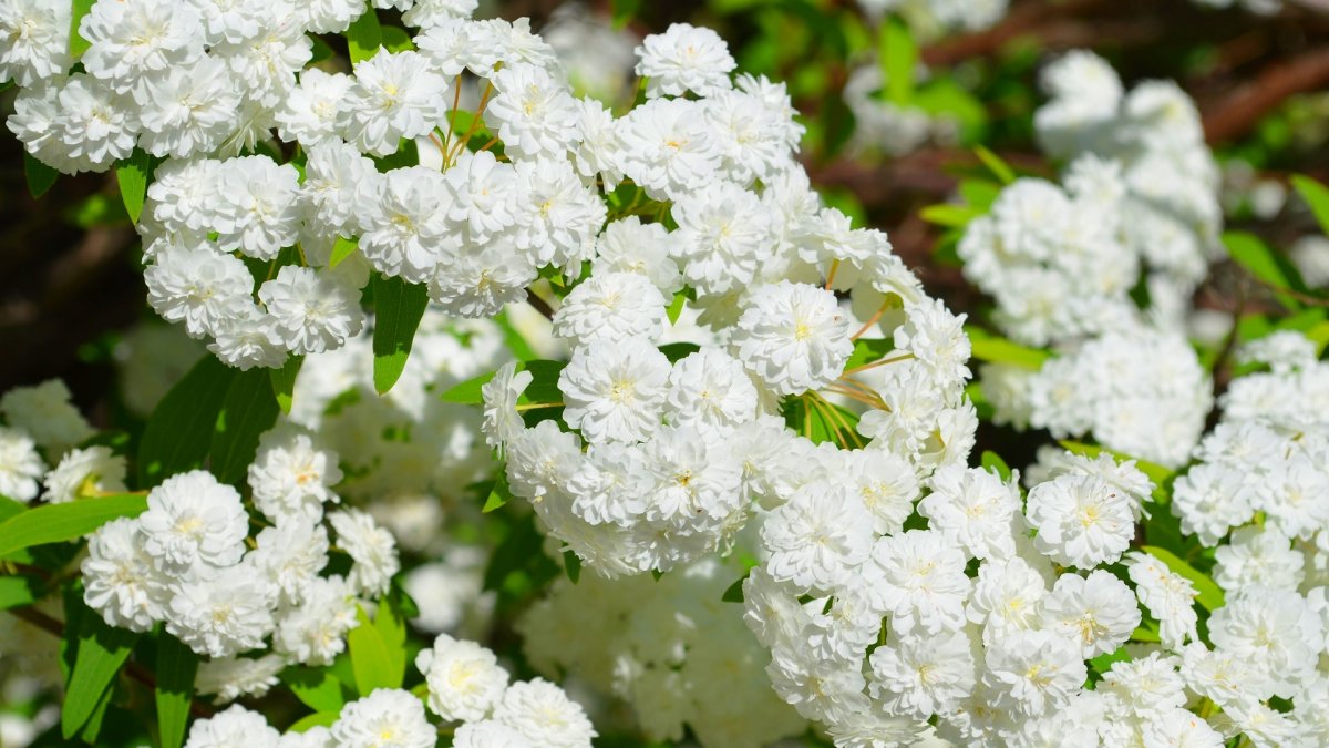 Spiraea cantoniensis