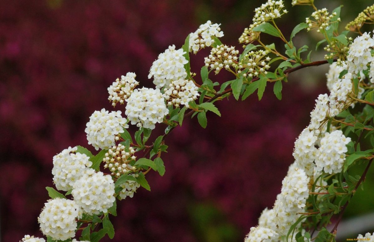Спирея Вангутта Spiraea cantoniensis