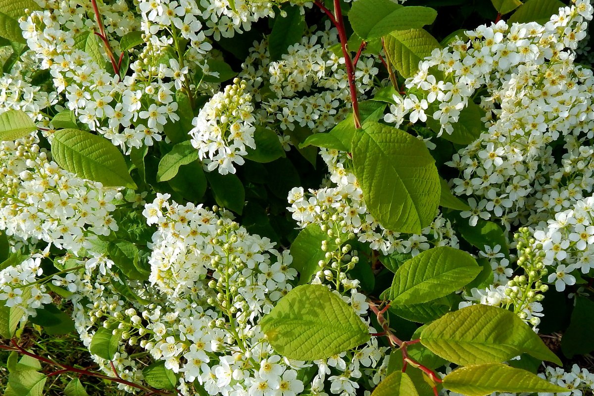 Кустарник цветет белыми цветами