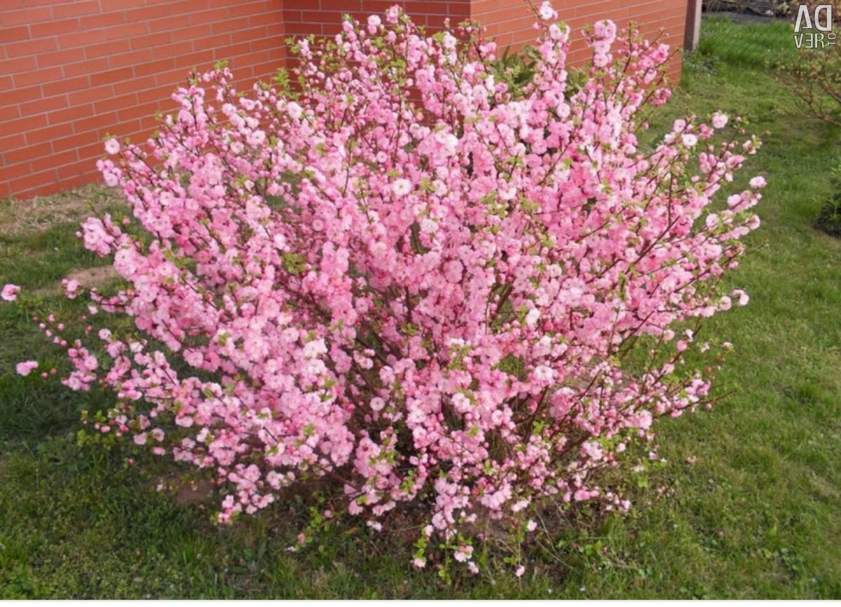 Кустовое растение с розовыми цветами