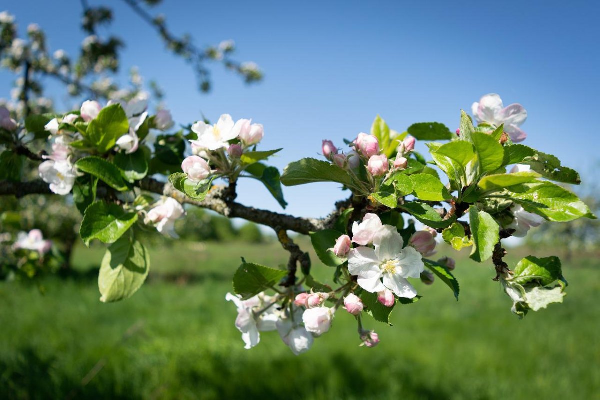 Apple Tree Blossom