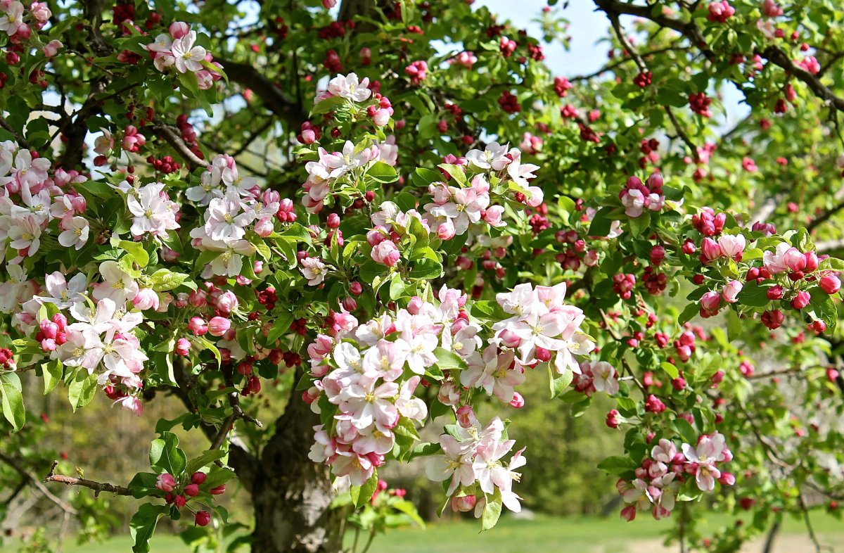 Яблоня Malus Kloz