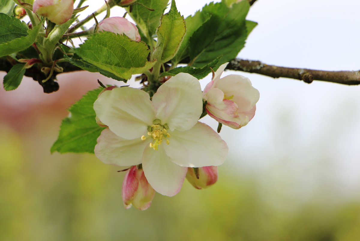 Яблоневый цвет (Apple Blossom)