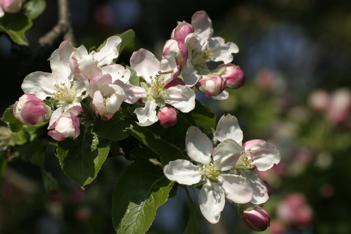 Malus-Butterball-Fruits цветение