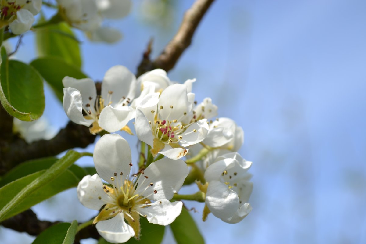 Pear Blossom