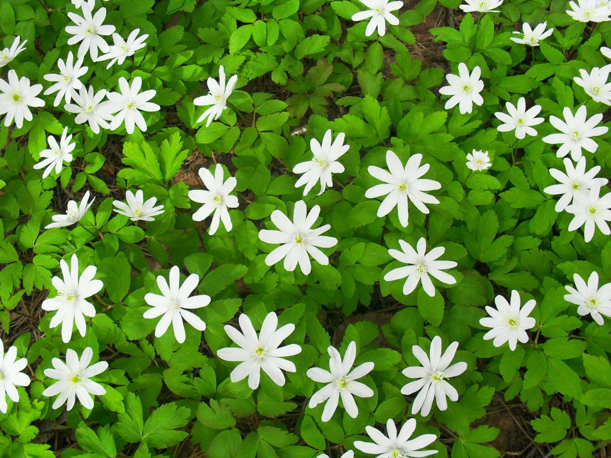 Лесные цветы белые звездочки