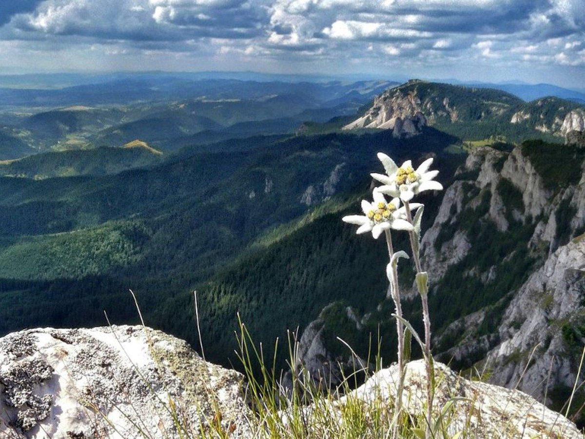 Алтайский заповедник Эдельвейс