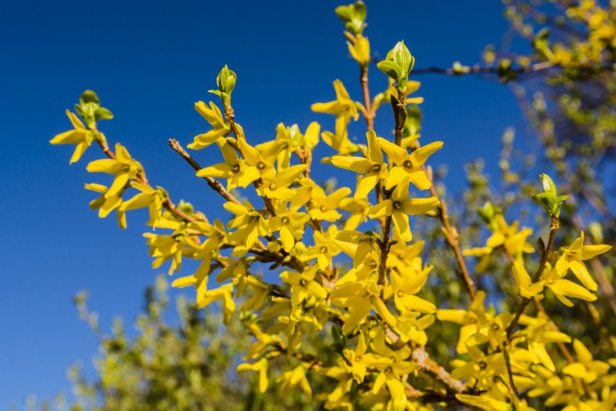 Куст цветущий желтыми цветами ранней весной
