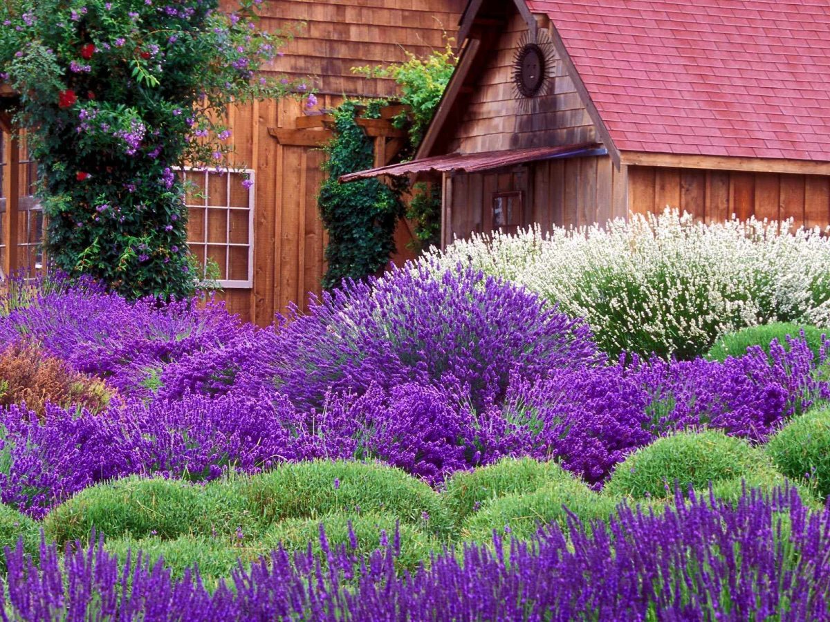 Фиолетовые цветы на даче