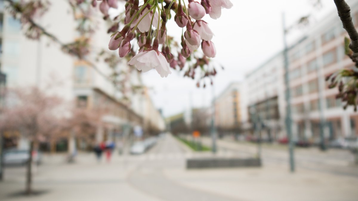Улицы города весной