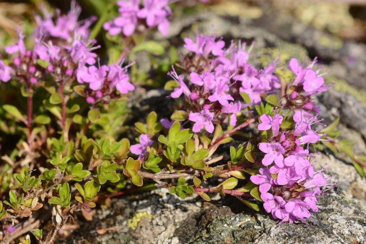 Тимьян (чабрец) ползучий (Thymus serpyllum)