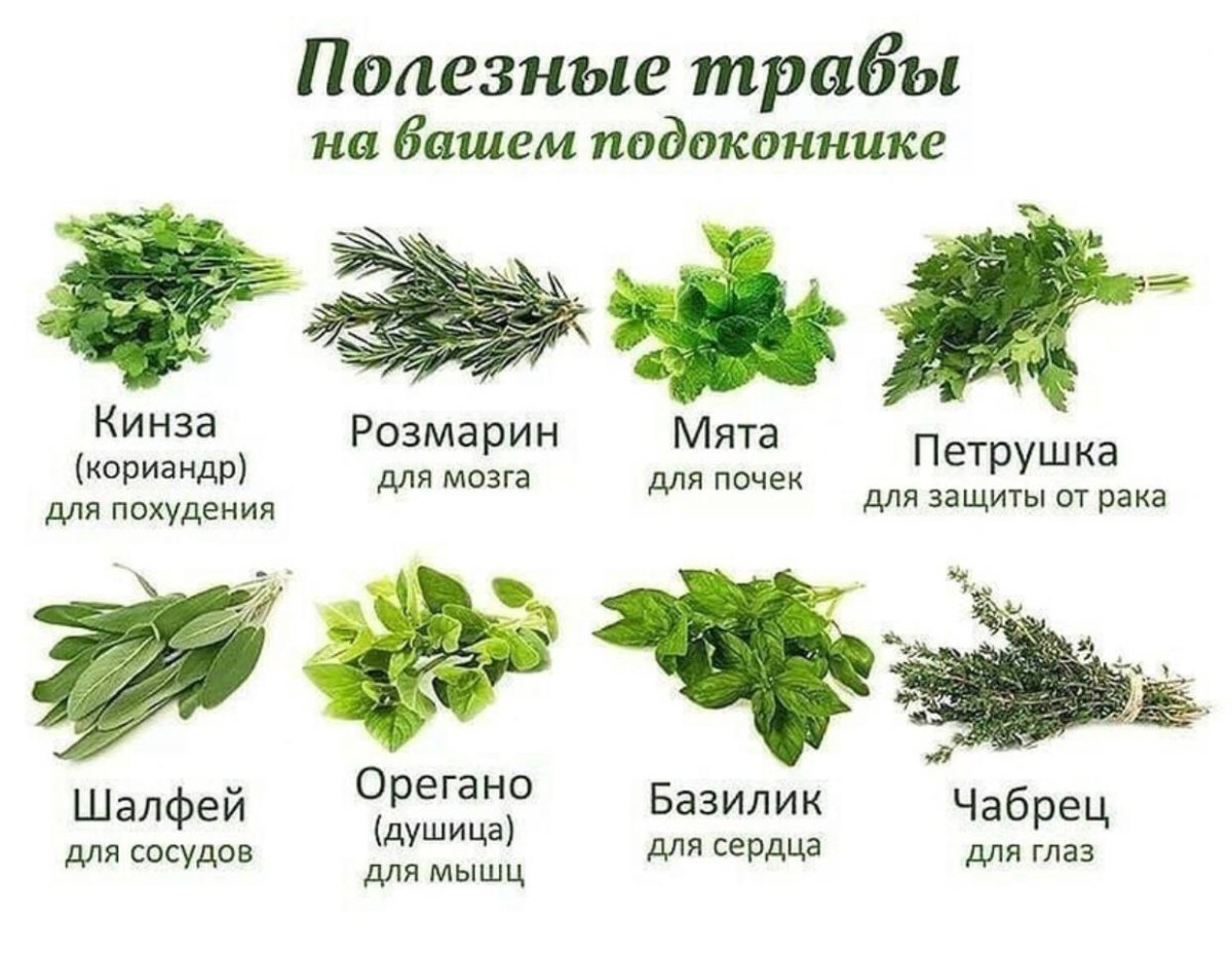 Полезные травы