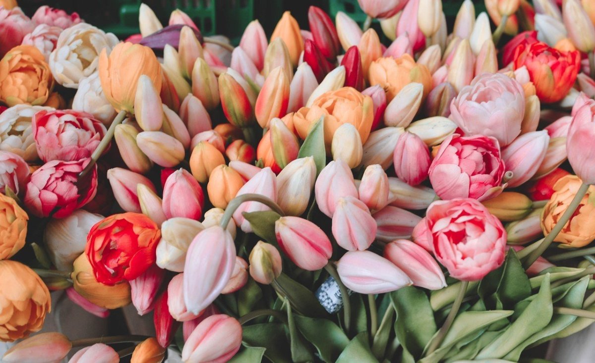 Tulipa aesthetic