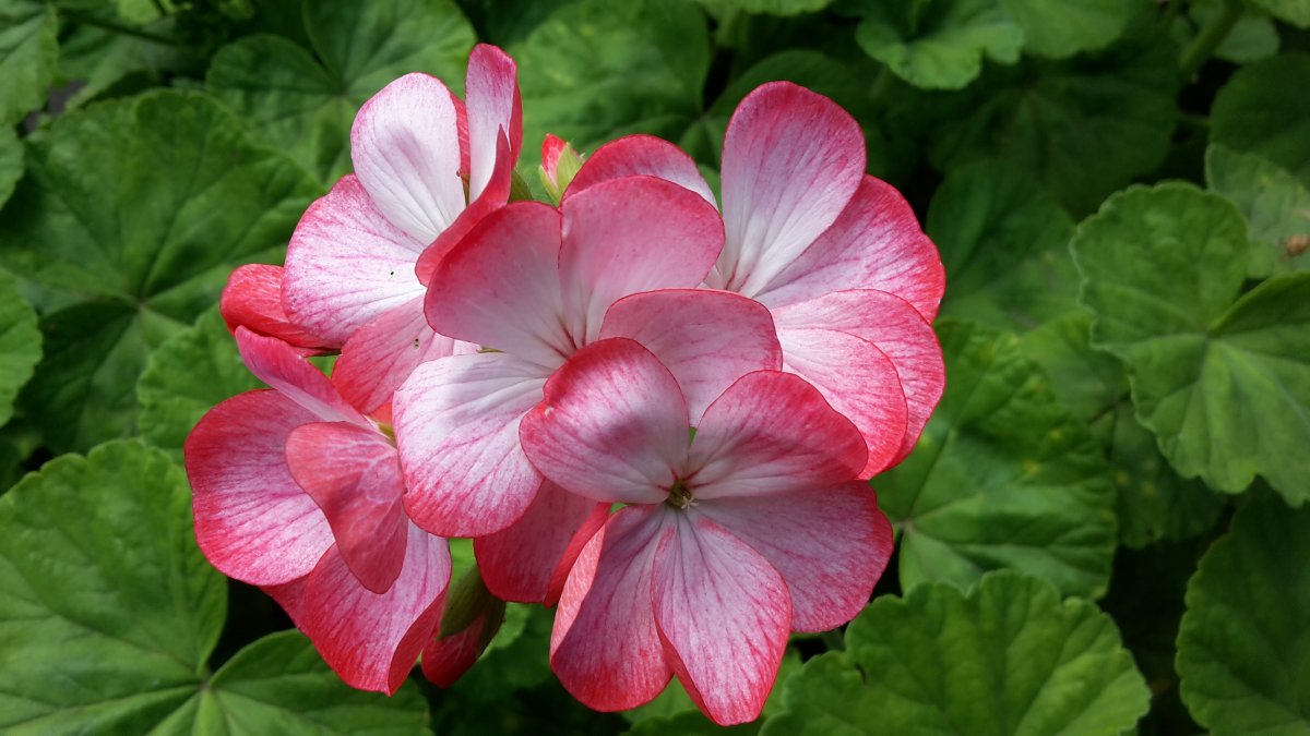 Пеларгония Summer Twist Red-White