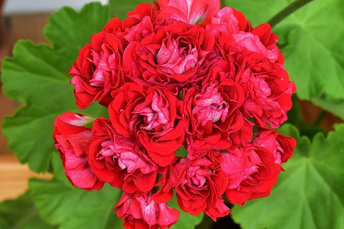 Пеларгония Leufsta Rosebud
