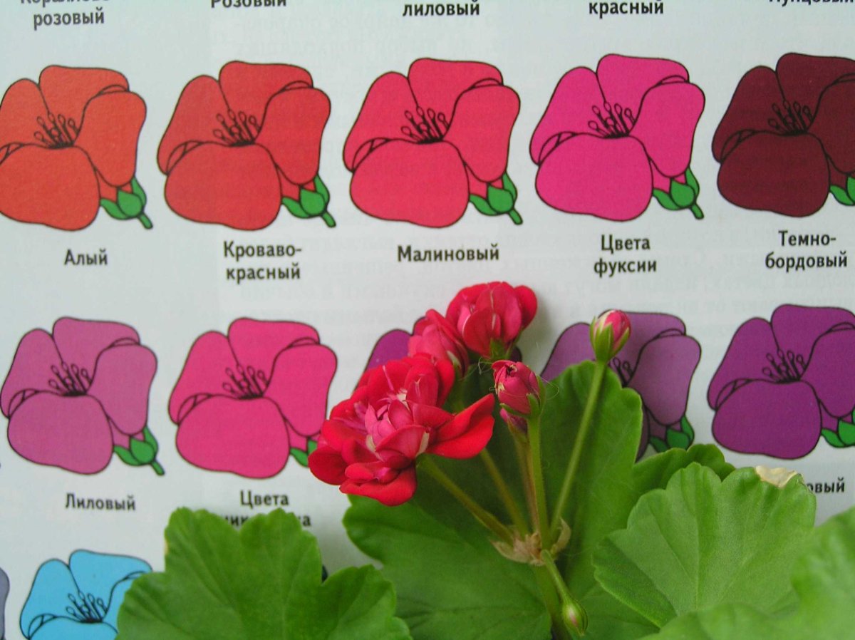 Пеларгонии сорта семена малиновая