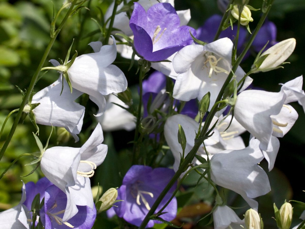 Колокольчик персиколистный. Grandiflora Alba