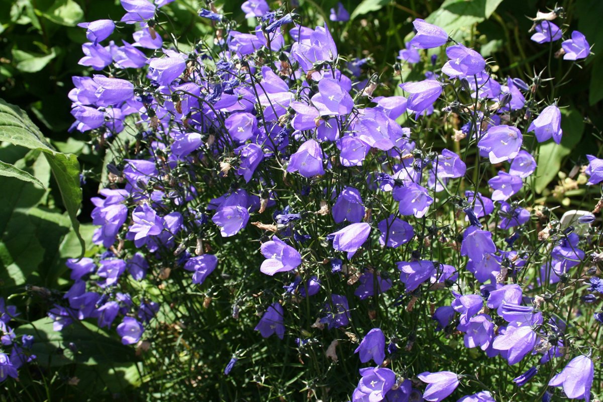 Колокольчик Campanula