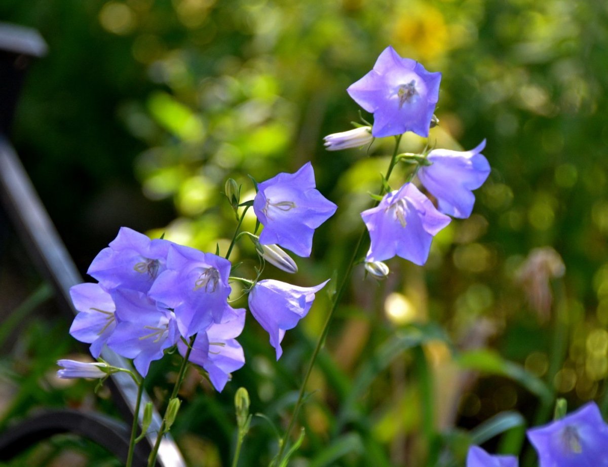 Колокольчик’Azure Beauty’