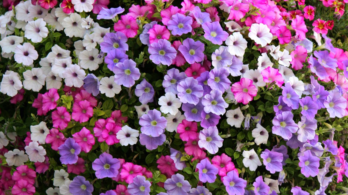 Littletunia Pink Vein