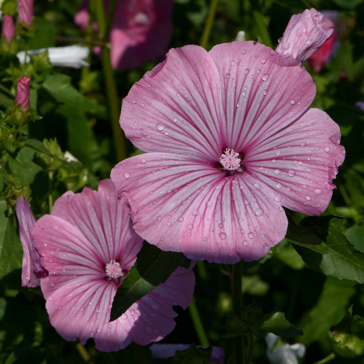 Lavatera trimestris