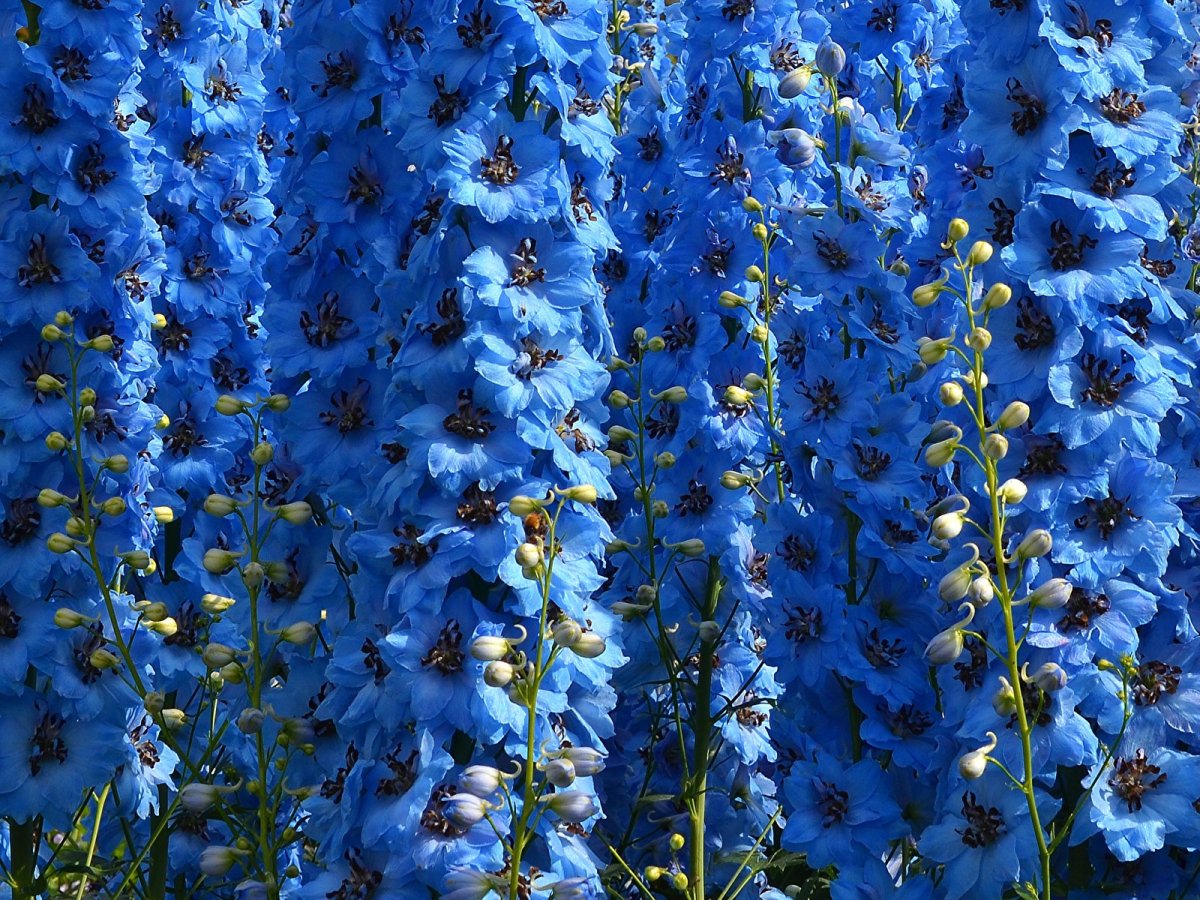 Длинные голубые цветы